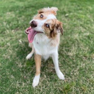 Meet your Posher, Alison